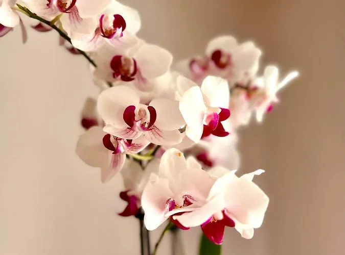 Apartment Palazzo Malipiero