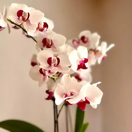 شقة Palazzo Malipiero